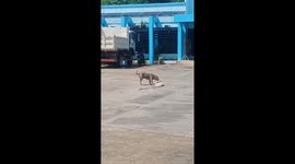 Dog pretends to be dead to escape attack in Surigao, Philippines