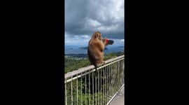 Monkey caught drinking Coca-Cola in Phuket, Thailand