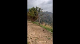 Dog stuck in a tree in Los Teques, Venezuela