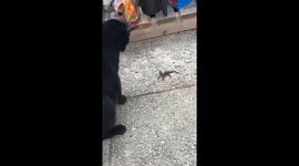 Cat spins in circles trying to shake off lizard in Tampa, Florida