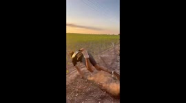 Person falls over a fence in Spain