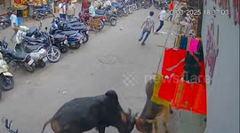 Two bulls spark panic as they fight in market in India
