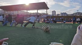 Plucky pet dog bites on rope to join tug-of-war