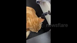 China: Orange Cat Metronome