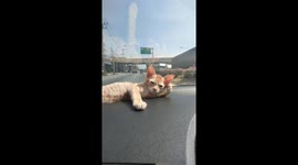 Kitten chills out on car dashboard