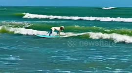 US: Dog Surfs with Students at Texas Surf School
