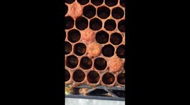 Varroa destructor running around causing havoc in a honeybee hive!