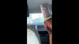 Dog makes silly face with cone of shame in Monterrey, Mexico