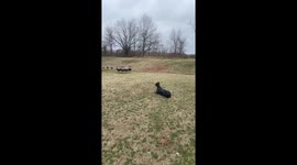 Doberman chased by turkeys in Biscoe, Arkansas, USA