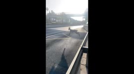 Deer leaps over road barriers and escapes in Marbella, Spain