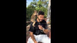 Monkey tries on sunglasses in Phuket, Thailand