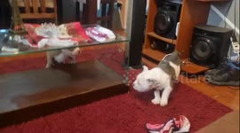 Dogs break glass coffee table while playing in Santiago, Chile