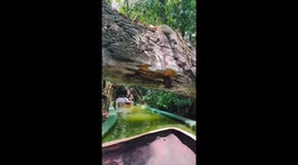 Snakes spotted at safari attraction in Bangkok, Thailand