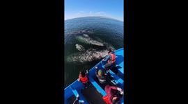 Whales swim beside boat in Guerrero Negro, Mexico