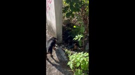 Dachshund dog bites off lizard's tail in Playa del Carmen, Mexico