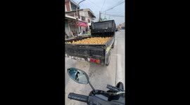 Ducklings seen being transported on a truck in Sidoarjo, Indonesia