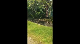 Rooster fights its own reflection in Lampung, Indonesia