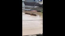 Cat floats on wood in Bekasi flood