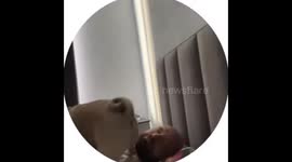 Pug sits on owner's face while sleeping in Kudrovo, Russia