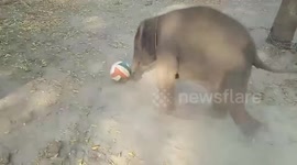 Baby elephant plays football at conservation camp in Mandalay, Myanmar