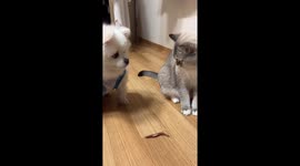 Cat nudges hesitant dog to eat snack in Seoul, South Korea