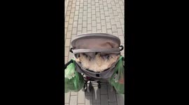 Dog naps on stroller during family walk in Rostov-on-Don, Russia