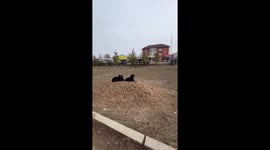 Man chased away by dogs after imitating barking in Uralsk, Kazakhstan