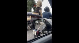 Dog seen chilling on motorcycle in Buenos Aires, Argentina