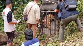 Conflict ends: Injured Sumatran Tiger rescued