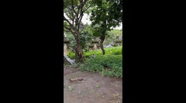 Monkey Trades Phone for Food