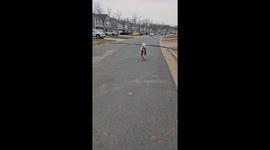 Dog Carries the Biggest Stick