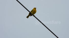Noise pollution is making birds more aggressive, researchers find