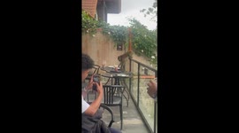 Cappu-chimpo! Cheeky wild monkey steals Starbucks coffee