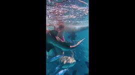 Worried snorkeller finds herself surrounded by dozens of sharks