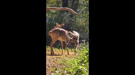 Caring gibbon grooms deer as they share special moment together