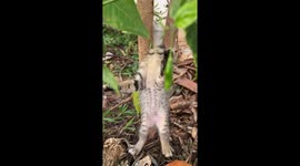 Clumsy cat with head stuck between two tree branches is rescued