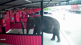 Elephant wanders into car wash for a soapy shower in Thailand