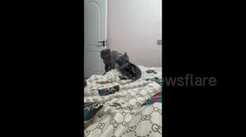 China: The Cat’s Attack Caused No Harm