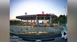 Driver races after truck to alert them when dog jumps off at toll gate