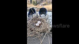 Shanghai man finds dove nesting and hatching eggs in his shoes on balcony