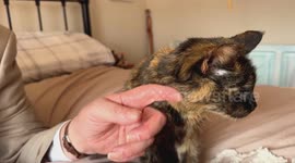 Man who claims to have the world's oldest cat celebrates her 30th birthday