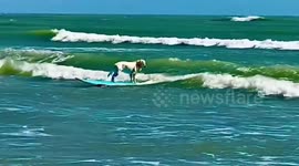 Golden Retriever rides the waves at surfing class in Texas