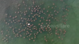 Rare albino stingray spotted from the air swimming in shoal of thousands