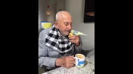 Bird stays close to owner during breakfast in Ankara, Turkey