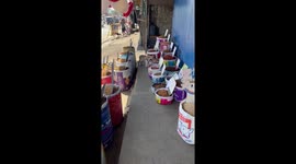 Stray cat tucks into Whiskas outside pet food shop