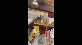 Thirsty pet cat drinks water on Buddhist shrine