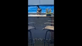 Duck swiftly returns to casual confidence after a pool bar mishap