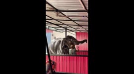Elephant visits car wash for a shower in Thailand