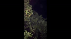 Locals rescue cat stuck at the top of tree in northern Thailand