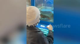 Claw machine in China allows players to catch live lobster